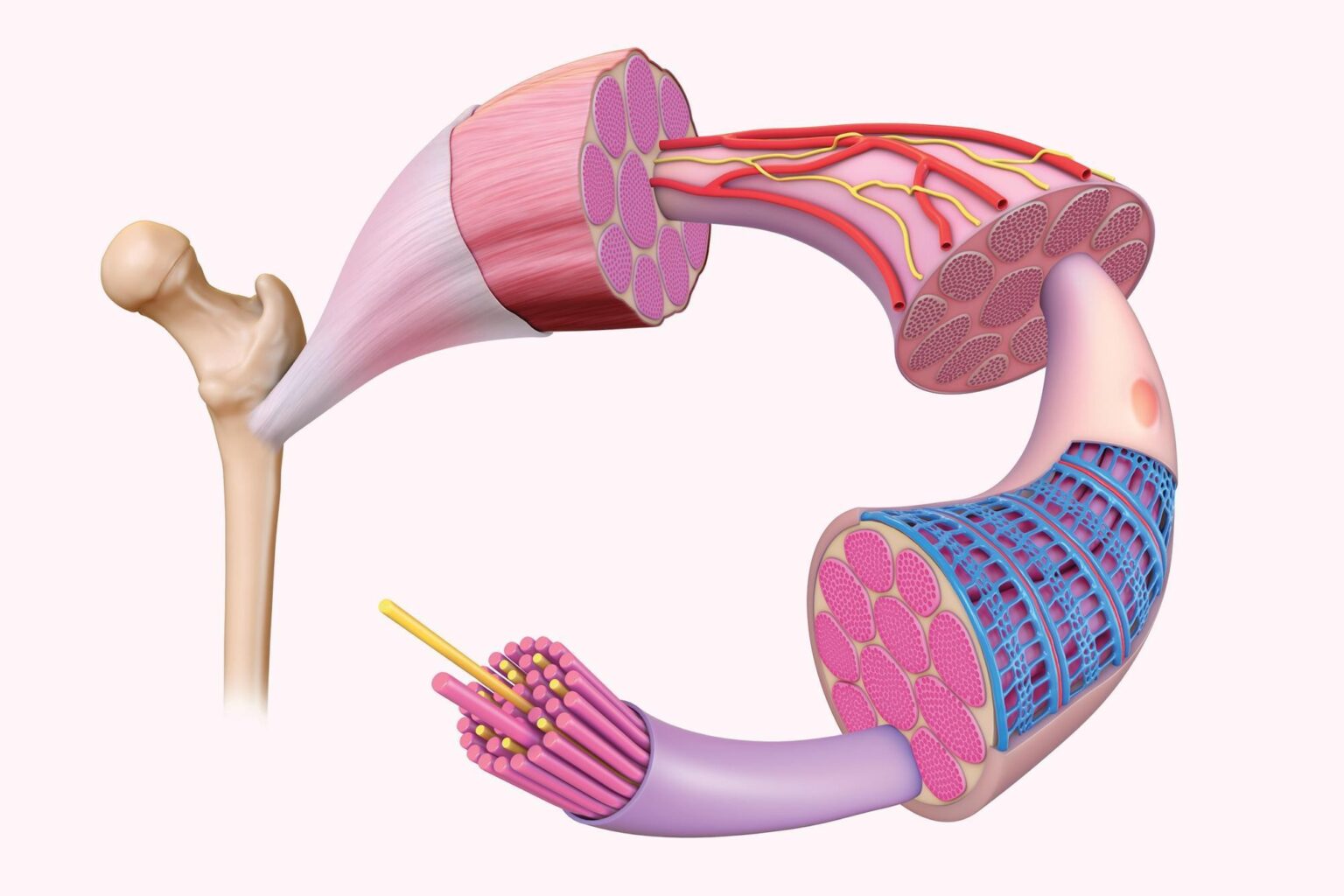 Mecha Discussion: Myomer from Battletech - Is it realistic? - Mecha ...